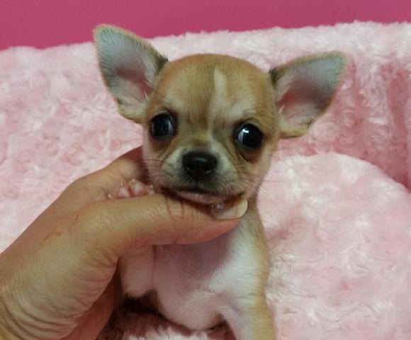 チワワ(スムースコート)