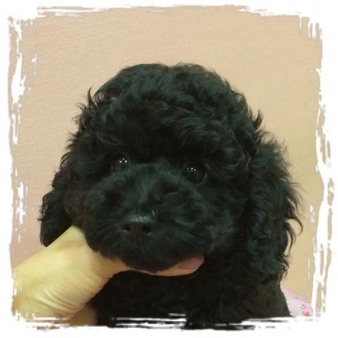 トイプードル