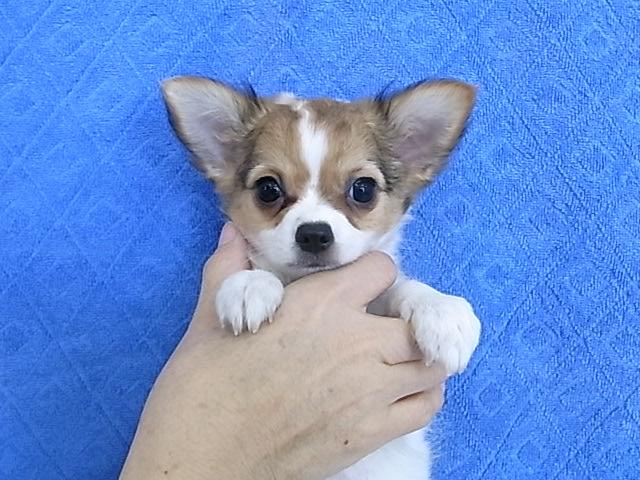 チワワ（ロングコート）