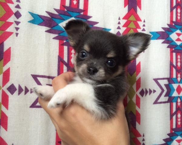 チワワ(ロングコート)