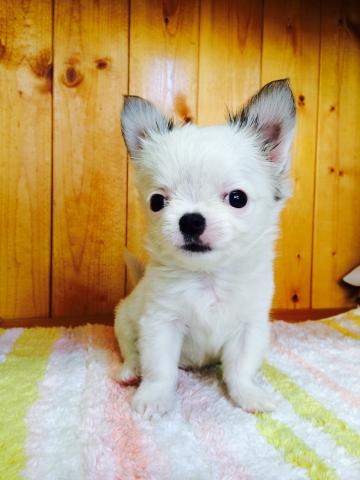 チワワ（ロングコート）ぼくちゃん♂