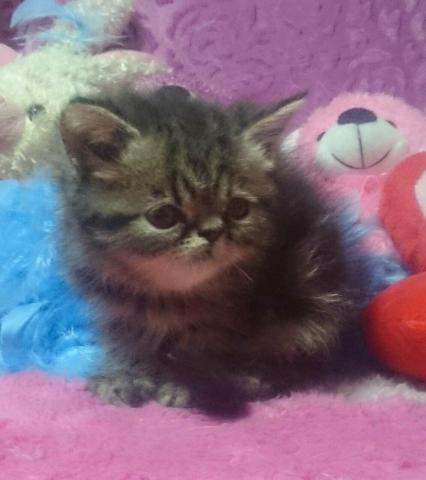 エキゾチックショートヘアー