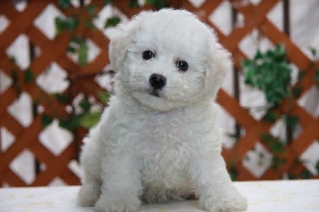 ビションフリーゼ