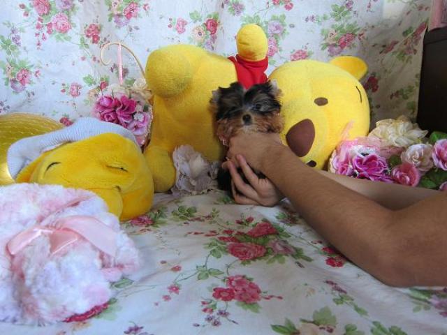 ヨークシャーテリア