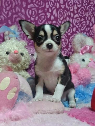 チワワ(スムースコート)