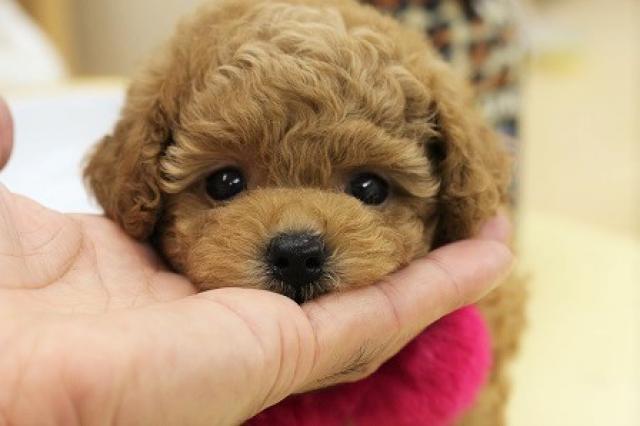 トイプードル