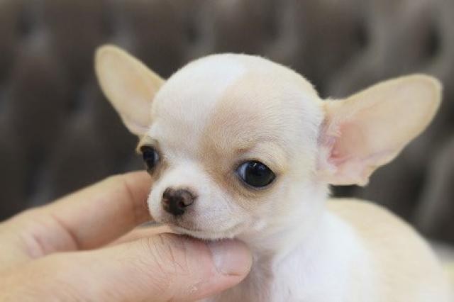 チワワ（スムースコート）