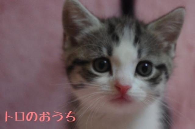 マンチカン