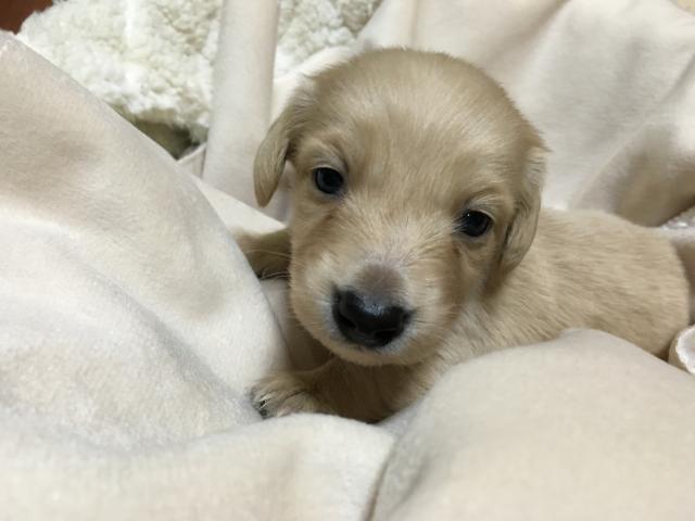 ミニチュアダックスフンド