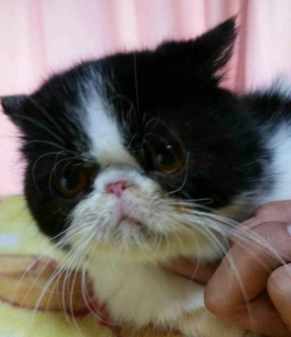 エキゾチックショートヘアー