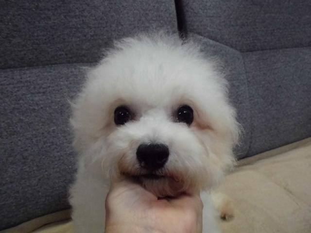 ビションフリーゼ