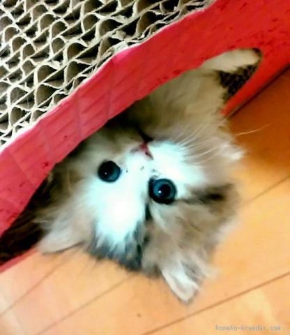 スコティッシュフォールド