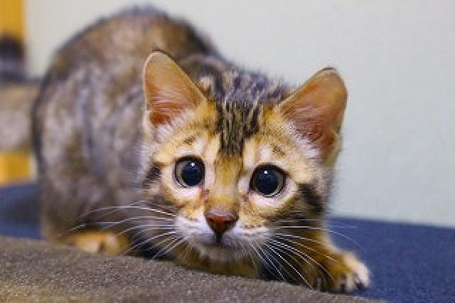 ベンガルブラウンスポット