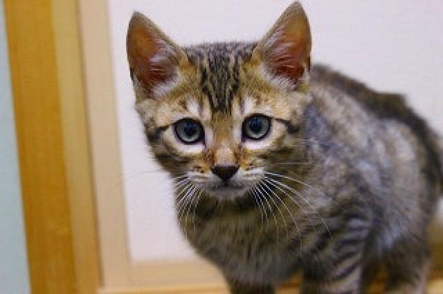 ベンガルブラウンスポット