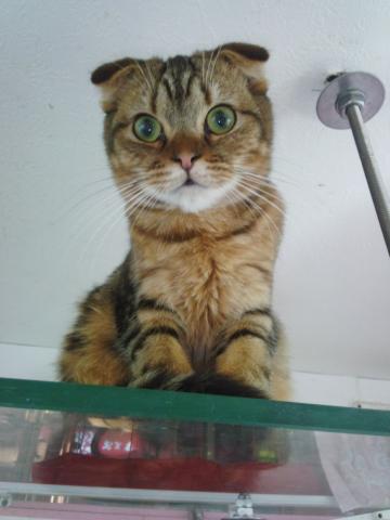 スコティッシュフォールド