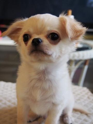 チワワ(ロングコート)