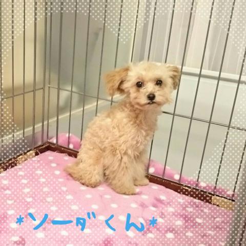 トイプードル