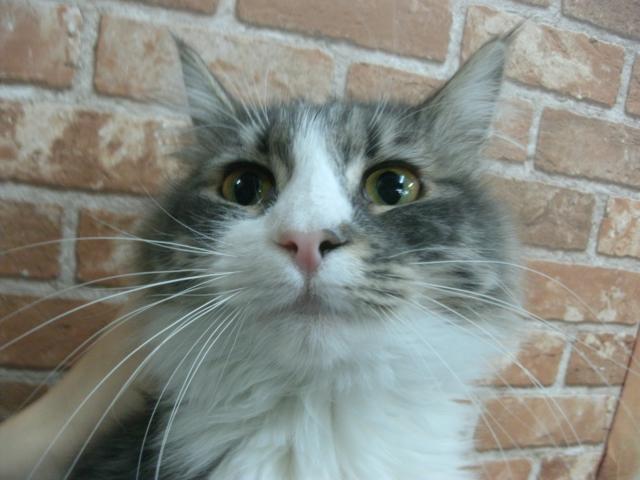 ノルウェージャンフォレストキャット