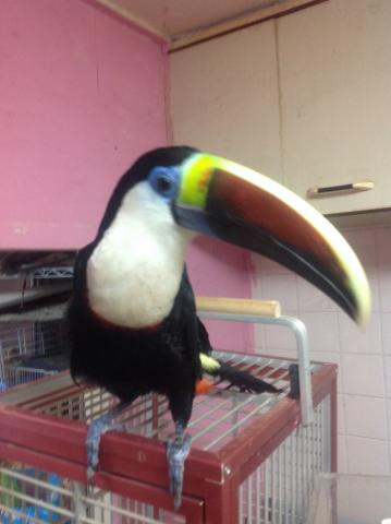 シロムネオオハシ