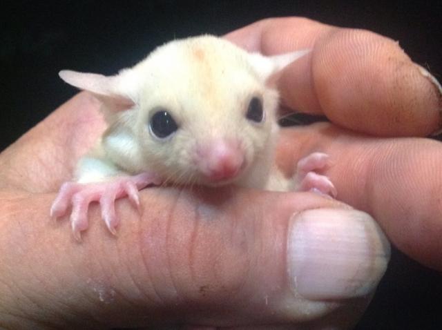 ホワイトフクロモモンガ