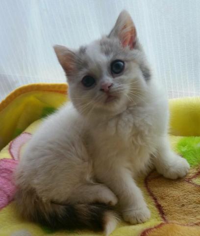 スコティッシュフォールド