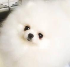 TWINKLESNOW犬舎