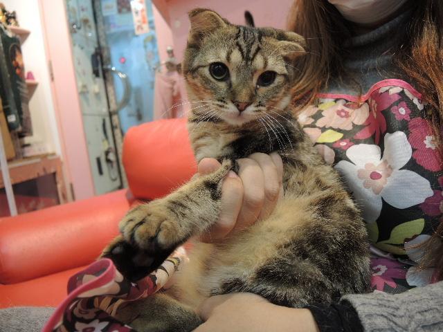 スコティッシュフォールド