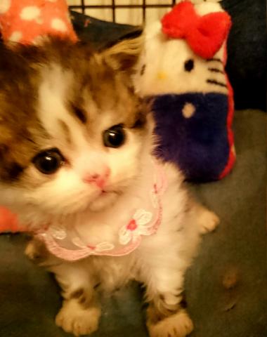 スコティッシュフォールド