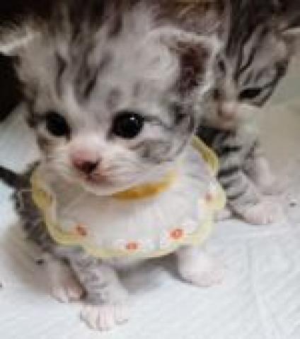 スコティッシュフォールド