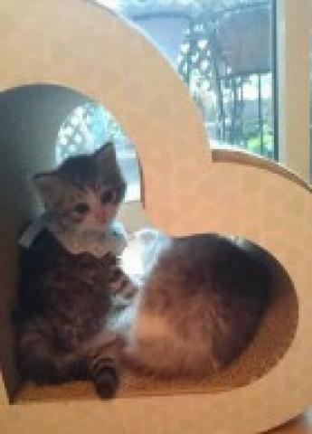 スコティッシュフォールド