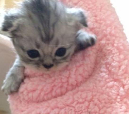 スコティッシュフォールド