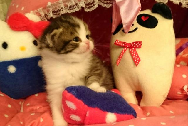 スコティッシュフォールド