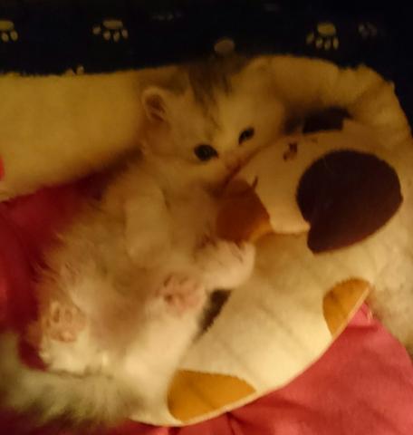 スコティッシュフォールド