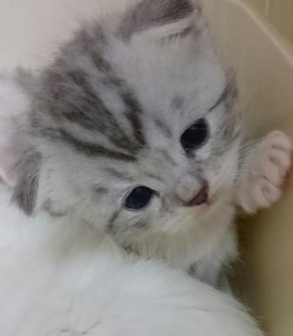 スコティッシュフォールド