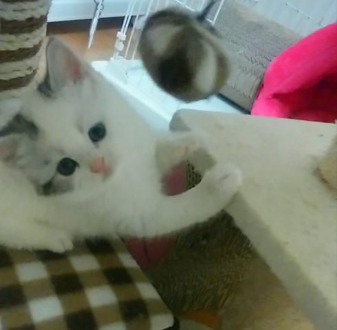 スコティッシュフォールド