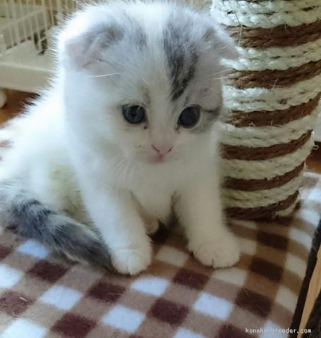 スコティッシュフォールド