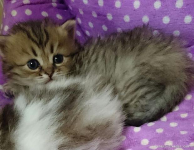 スコティッシュフォールド