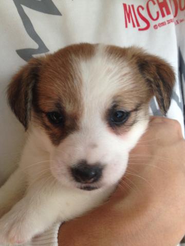 ジャックラッセルテリア