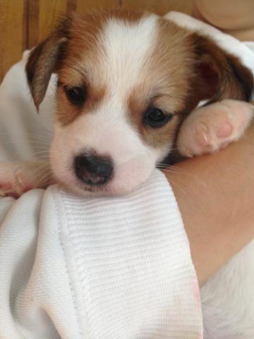 ジャックラッセルテリア