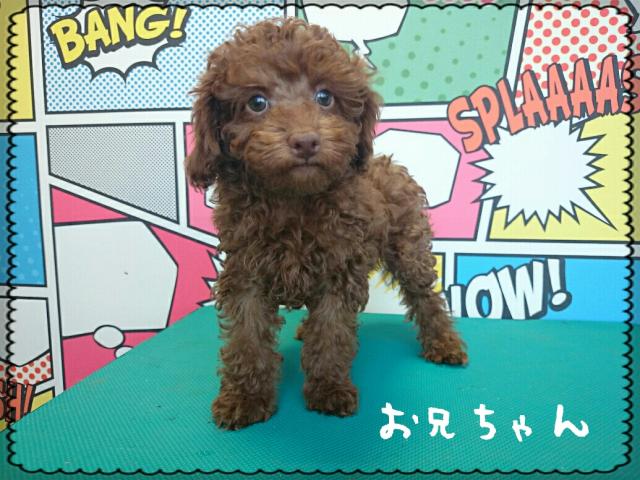 トイプードル