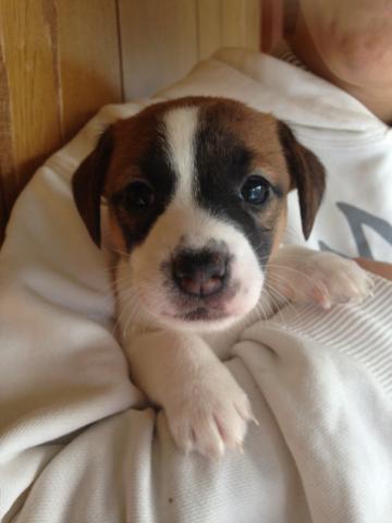 ジャックラッセルテリア