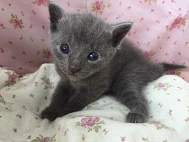 ロシアンブルー