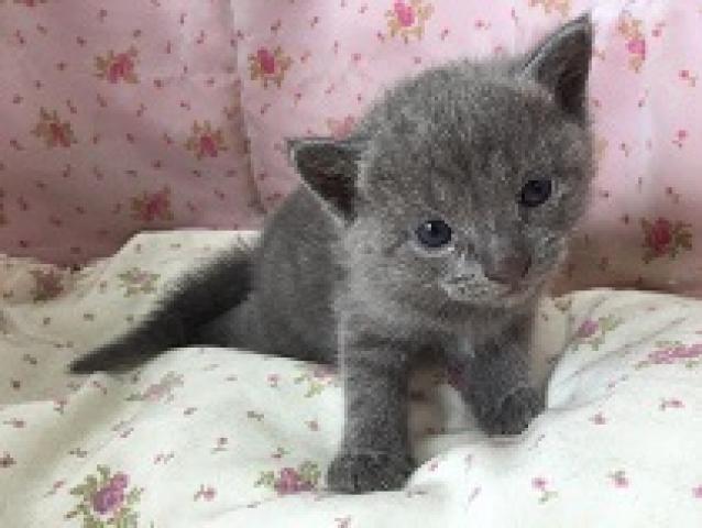 ロシアンブルー