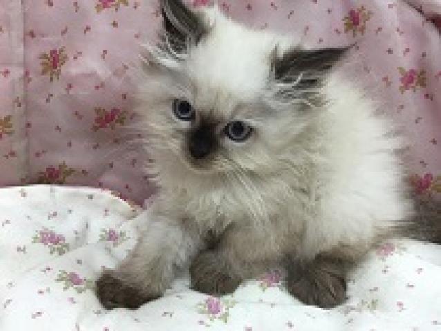 ペルシャ・ヒマラヤン