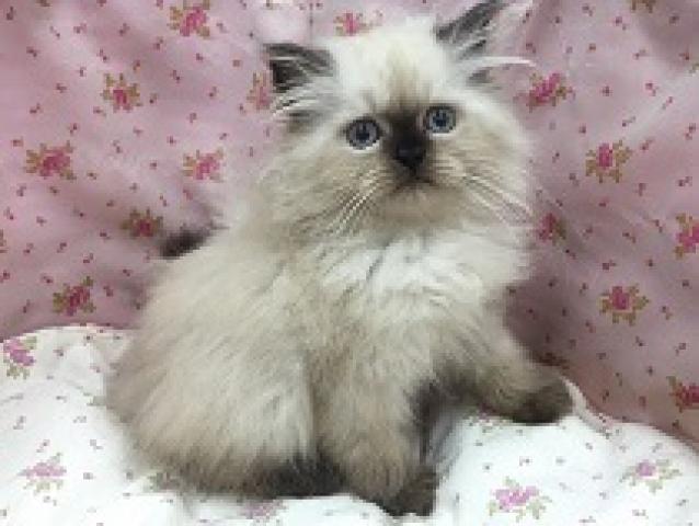 ペルシャ・ヒマラヤン