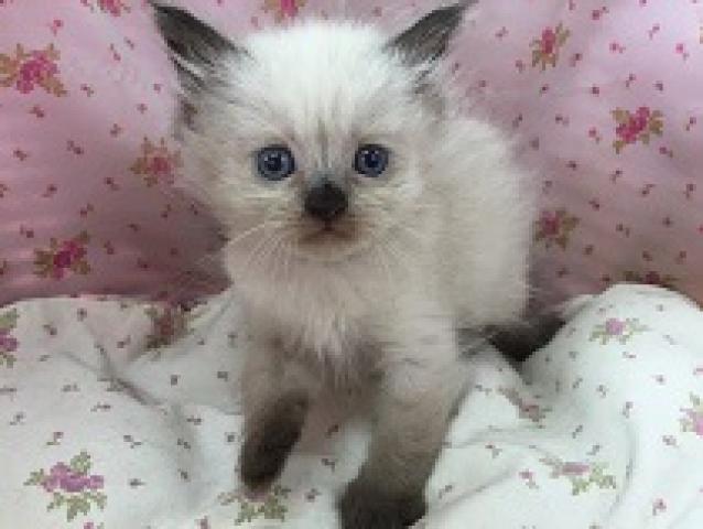 ペルシャ・ヒマラヤン