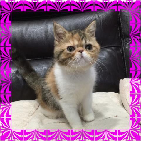 エキゾチックショートヘアー