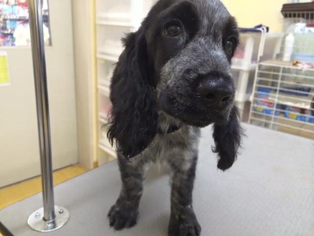 イングリッシュコッカースパニエル