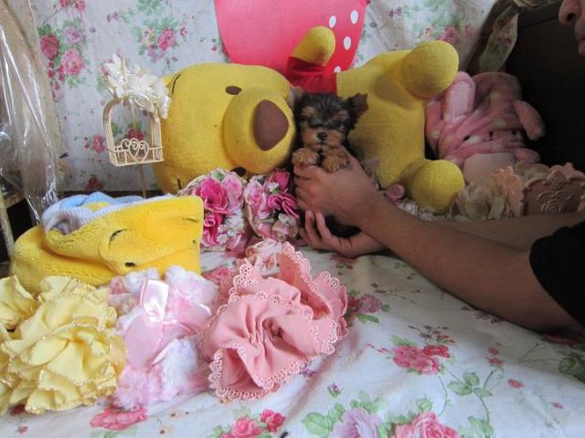 ヨークシャーテリア