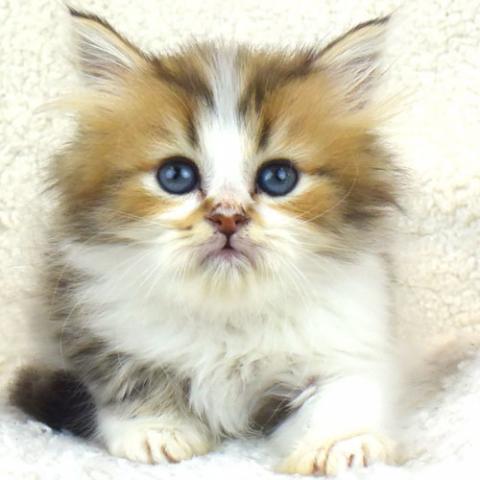 ペルシャ・ヒマラヤン